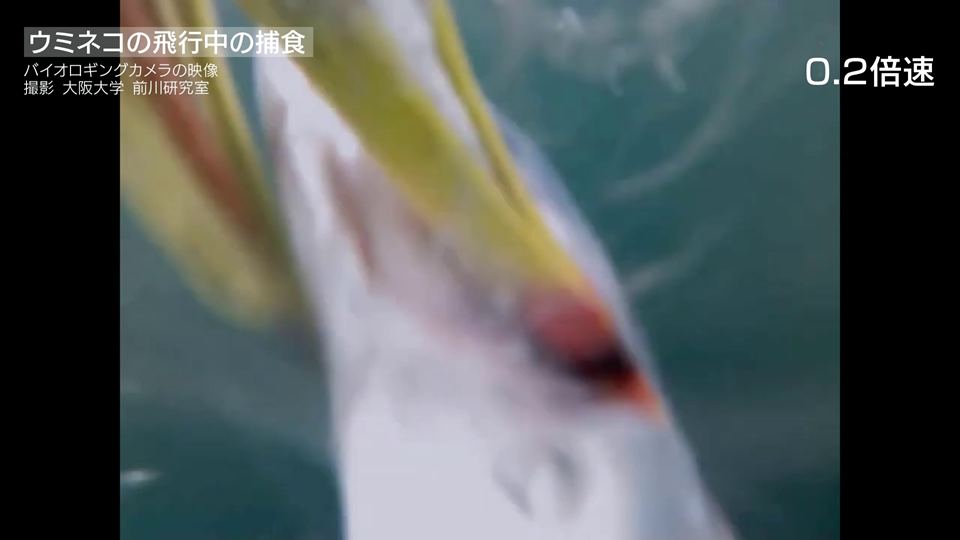 AI biologging research featured by NHK